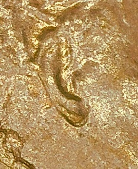 2019-Lincoln-Cent-With-Blowout-And-Possible-Double-Ear